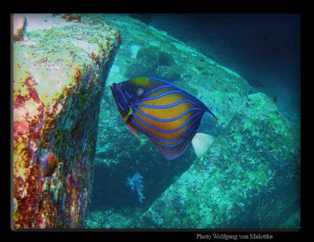 blueringed angelfish.jpg - Fräcka färger på den firren va?